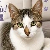 Sweetie Pie thumbnail 2