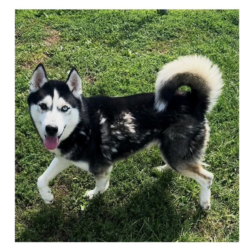 A young large-sized male Siberian Husky dog named Mitch for adoption