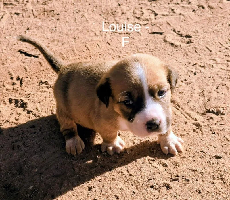 A baby large-sized female Boxer dog named Louise for adoption in Troy, AL