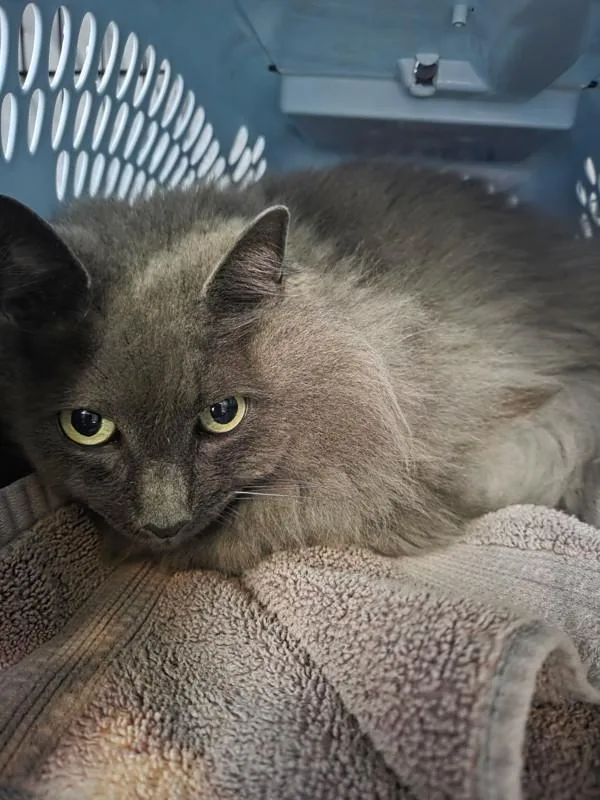 An adult small-sized male Domestic Long Hair cat named Ethan for adoption in Dallas, GA