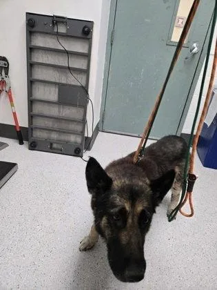 A senior large-sized female German Shepherd Dog dog named Flo for adoption in Oakland, CA