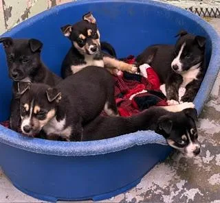 A baby medium-sized male Husky dog named Aspen for adoption in Madison, NJ