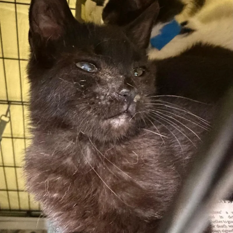 A young small-sized male Black Domestic Medium Hair cat named Tiko for adoption in Milton, FL