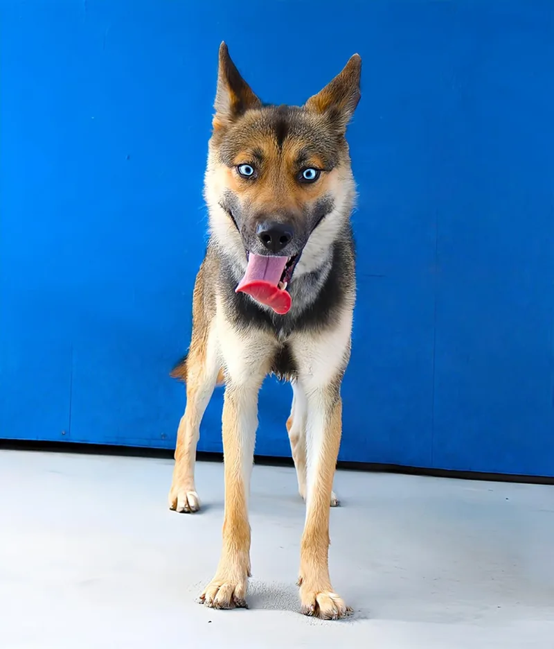 A young medium-sized female Siberian Husky dog named Coco for adoption in Pasadena, CA