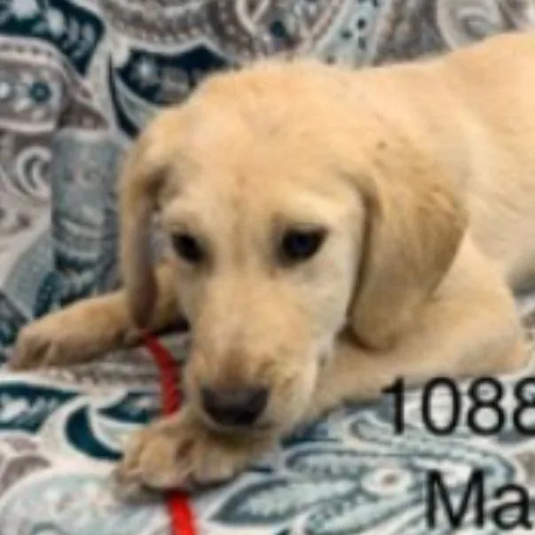 A baby small-sized male Yellow / Tan / Blond / Fawn Yellow Labrador Retriever dog named Latte for adoption in Chapel Hill, NC
