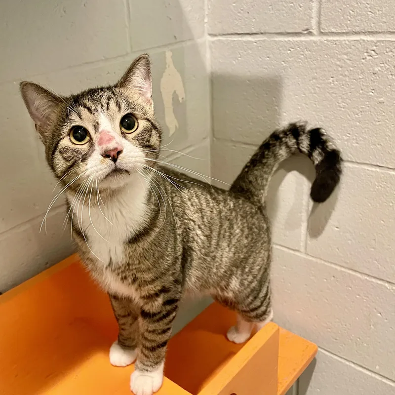 An adult medium-sized male Tabby (Brown / Chocolate) Domestic Short Hair cat named Olaf for adoption in Columbus, IN