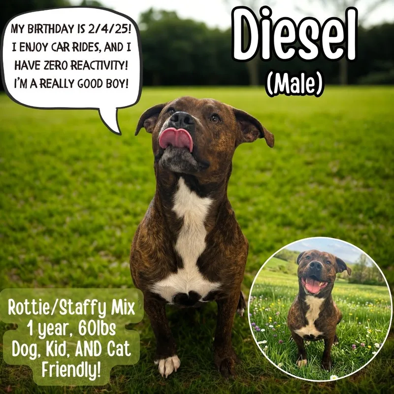 A young medium-sized male Brindle American Staffordshire Terrier dog named Diesel for adoption in Lancaster, KY