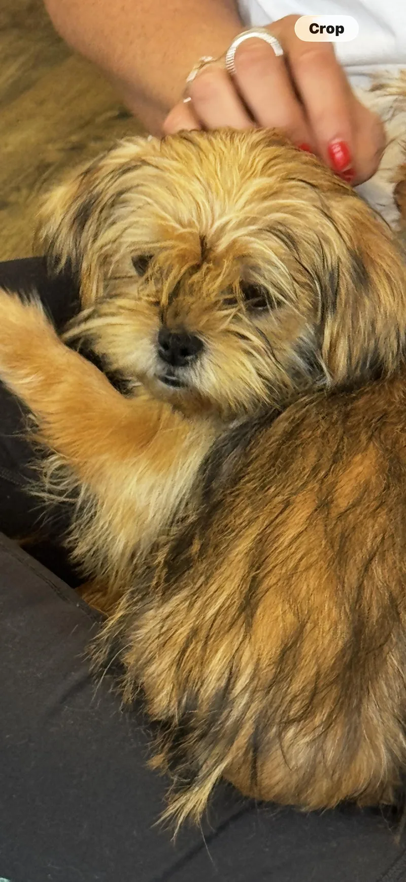 A baby small-sized female Bicolor Shorkie dog named Lilo for adoption in Hallsville, MO