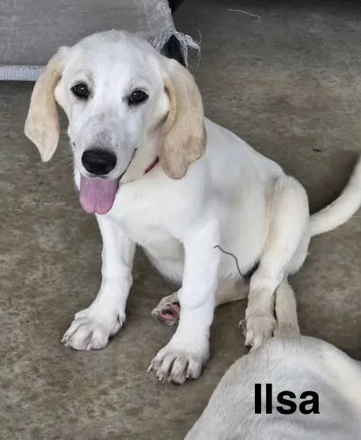 Ilsa