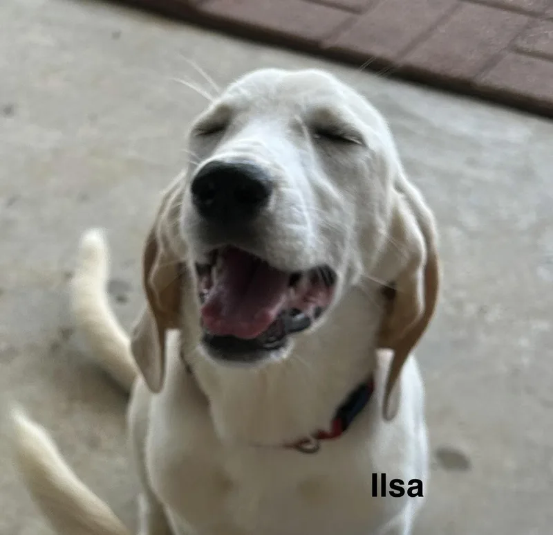 Ilsa thumbnail 2