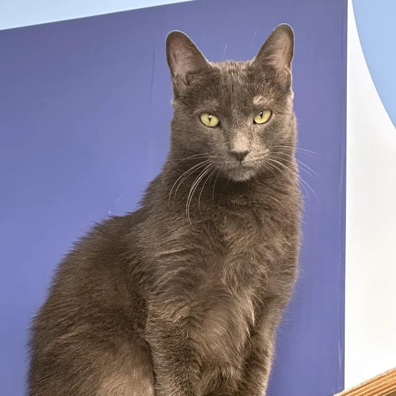 A senior medium-sized female Gray / Blue / Silver Domestic Short Hair cat named Chance for adoption in Franklin, TN