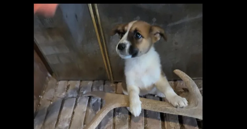 Nevada Pups: Breah thumbnail 3