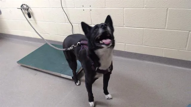 An adult medium-sized female Australian Kelpie dog named Lemon for adoption in Denver, CO