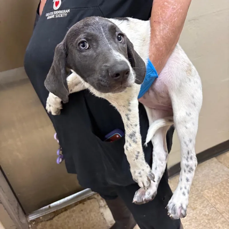 A baby small-sized female White / Cream Pointer dog named Bella for adoption in Birmingham, AL