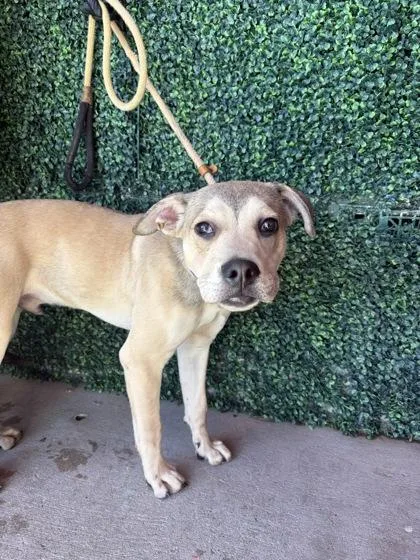A baby small-sized male Yellow / Tan / Blond / Fawn Siberian Husky dog named Bruno for adoption in El Paso, TX