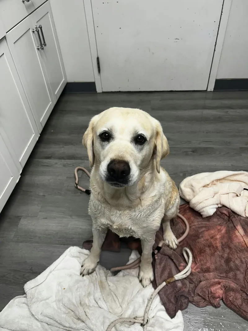 An adult large-sized female Yellow Labrador Retriever dog named Mable for adoption in Orange, VA
