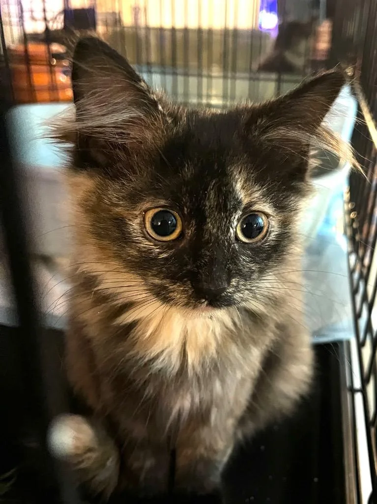 A baby small-sized female Domestic Long Hair cat named Lennox for adoption in Newaygo, MI
