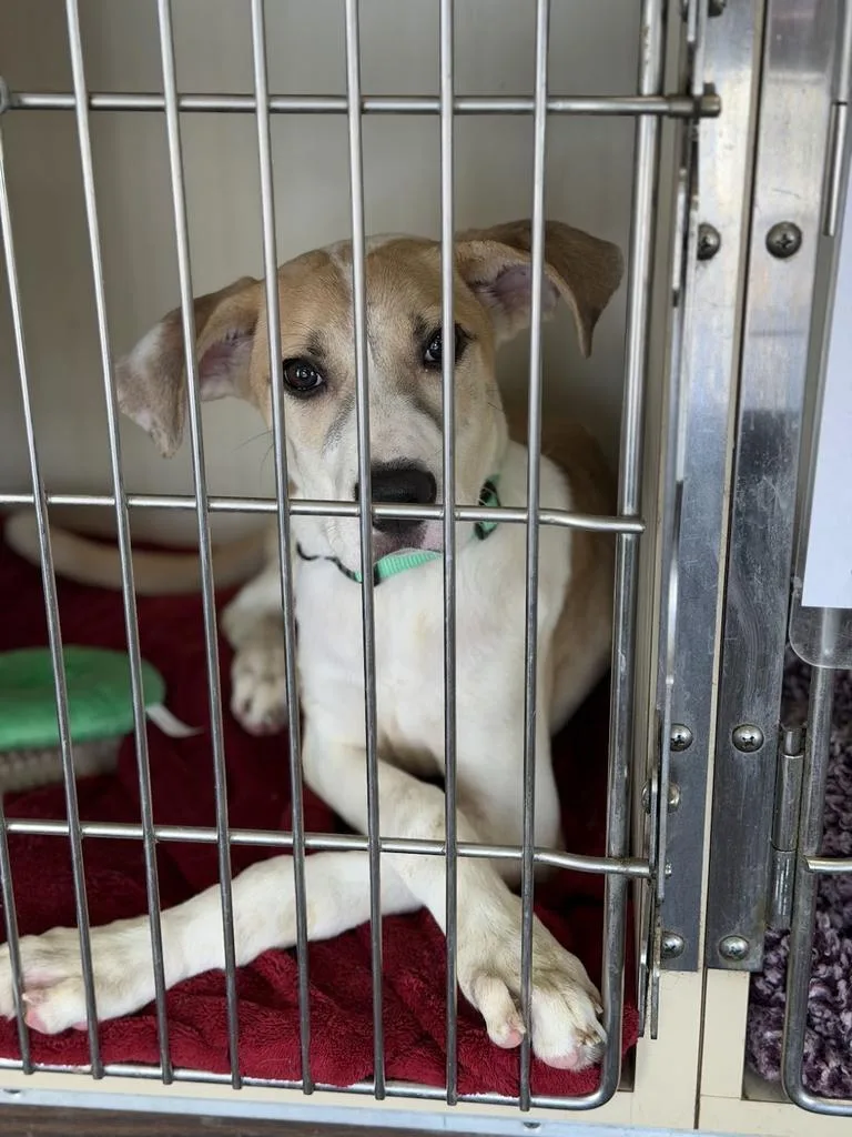 A baby large-sized female Pit Bull Terrier dog named Valencia for adoption in Greenfield, IN