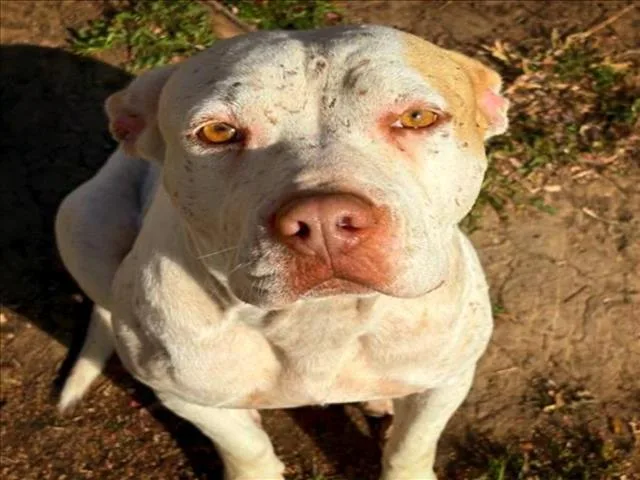 An adult medium-sized female Pit Bull Terrier dog named Sugar Pie for adoption in Tulsa, OK