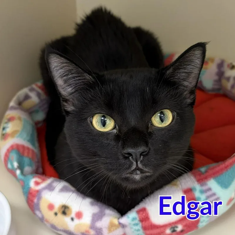 A young medium-sized male Domestic Short Hair cat named Edgar for adoption in North Saint Paul, MN