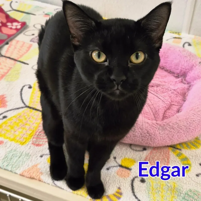 Edgar thumbnail 2