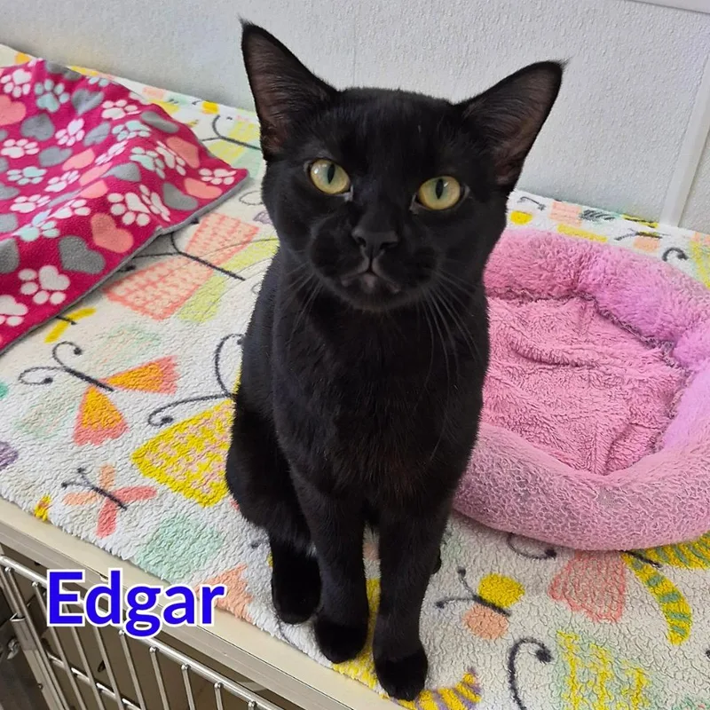 Edgar thumbnail 3