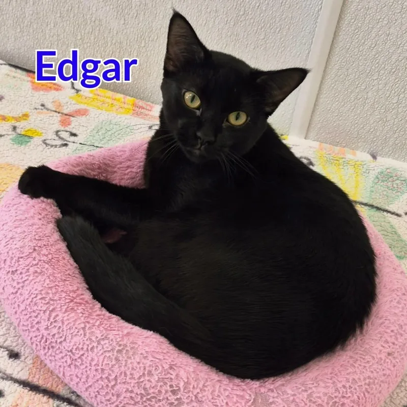 Edgar thumbnail 4