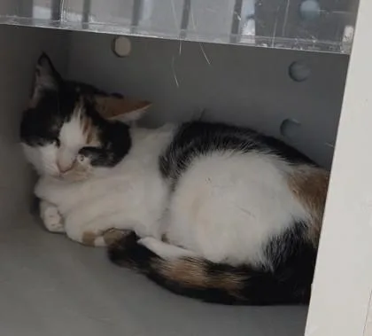 An adult medium-sized female Domestic Short Hair cat named Maple for adoption in Edgewood, NM