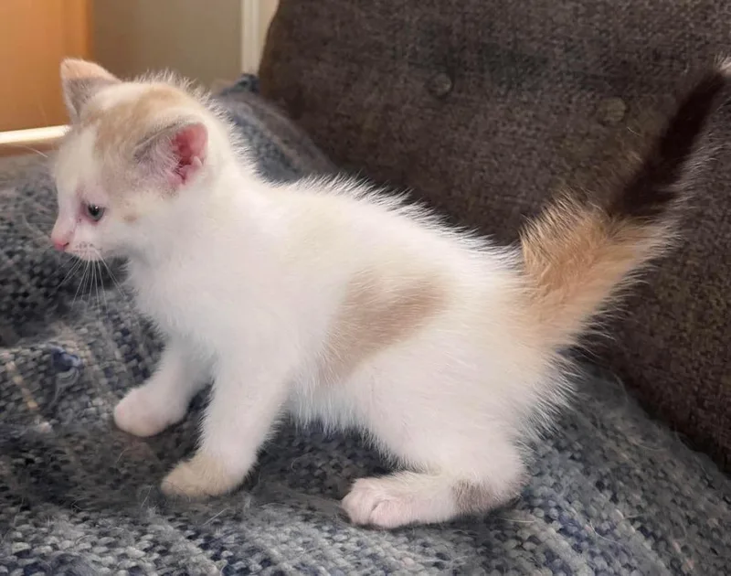 A baby small-sized female American Shorthair cat named Calypso for adoption in Shawnee, OK