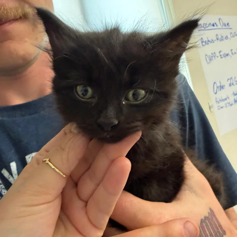 A baby small-sized female Black Domestic Medium Hair cat named Carletta for adoption in Red House, WV