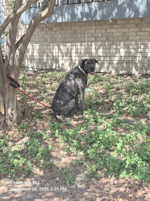A young medium-sized female American Staffordshire Terrier dog named Sky for adoption in San Antonio, TX