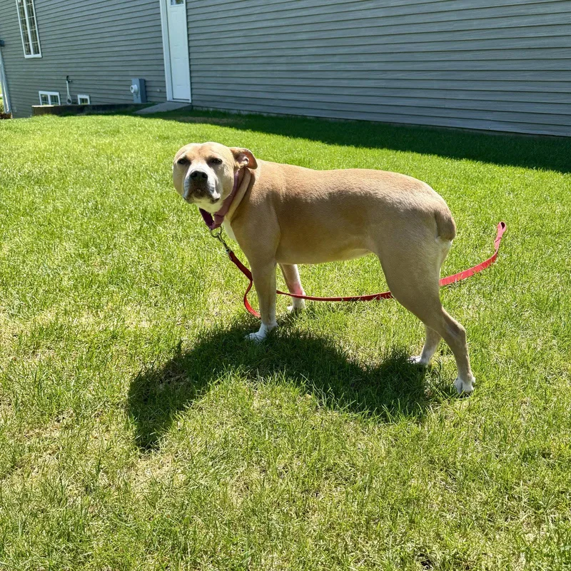 An adult medium-sized female Pit Bull Terrier dog named Hazel Lee for adoption in Fargo, ND