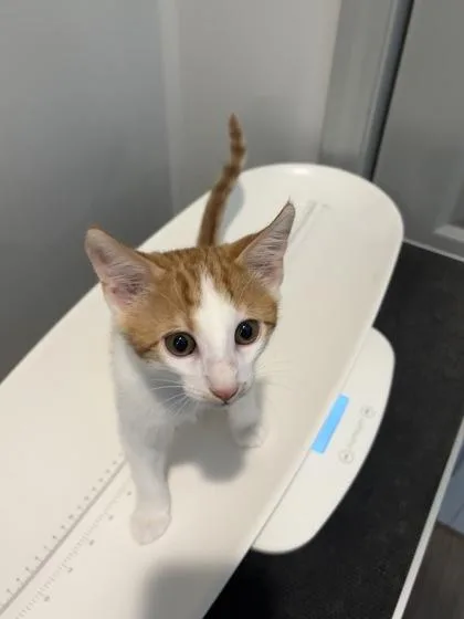 A baby small-sized male Domestic Short Hair cat named Mario for adoption in Paducah, KY