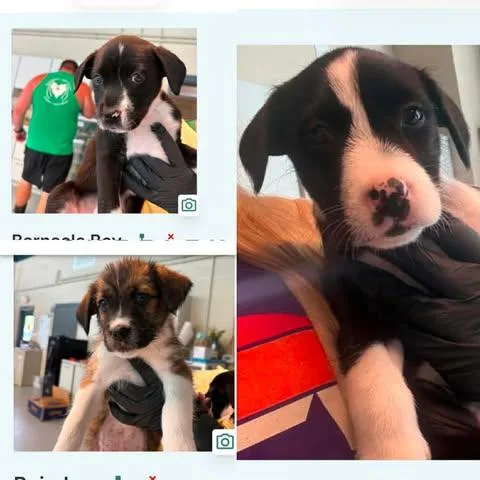 A baby medium-sized male Border Collie dog named Chocolate for adoption in Newport, KY