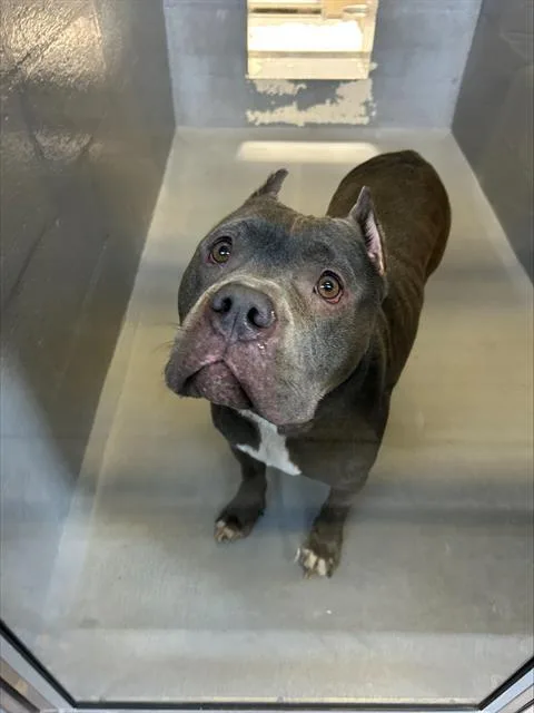 An adult large-sized male Pit Bull Terrier dog named Mr Freeze for adoption in Alameda, CA
