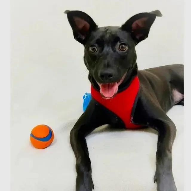 An adult medium-sized male Black Mixed Breed dog named Mochi for adoption in Brewton, AL