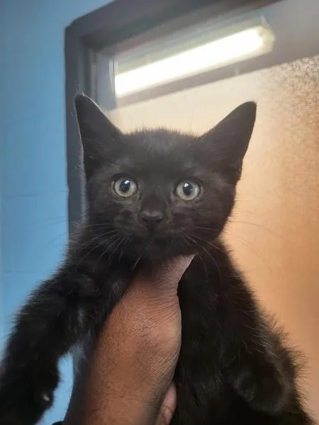 A baby small-sized female Domestic Short Hair cat named Kd Cleo for adoption in Lawrenceville, GA