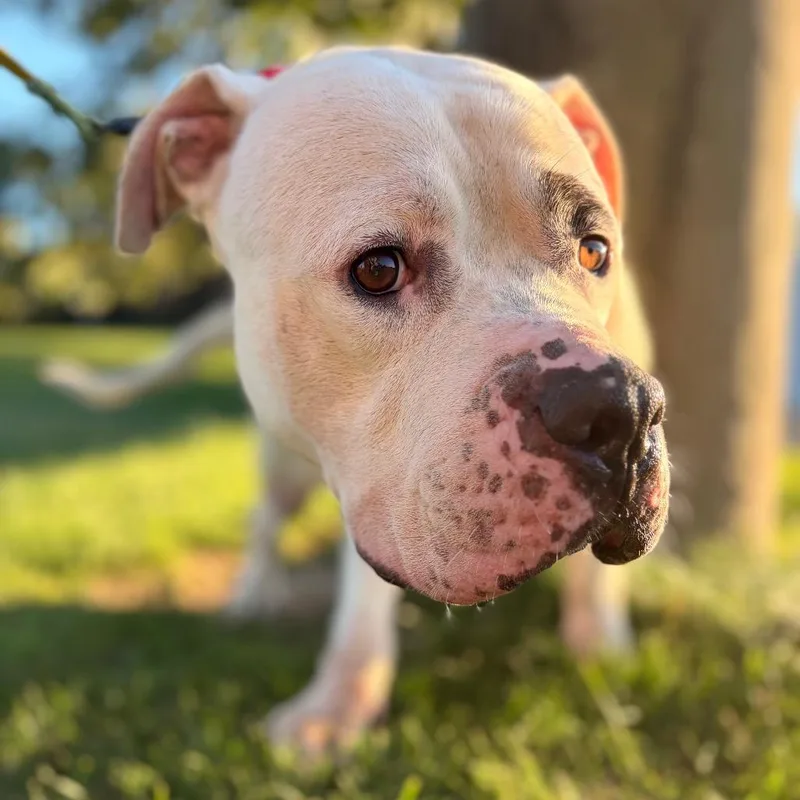 An adult large-sized male Mixed Breed dog named Oyster for adoption in Pittsburgh, PA
