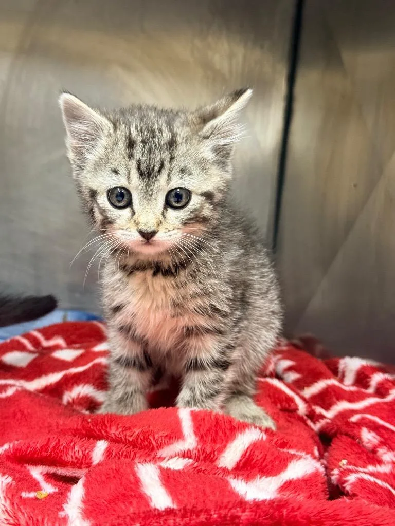 A baby small-sized female Domestic Short Hair cat named Jazabell for adoption in North Vernon, IN