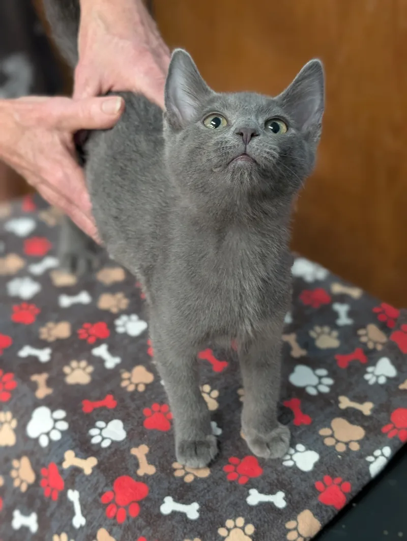 A baby medium-sized male Gray / Blue / Silver Domestic Medium Hair cat named Earl Gray for adoption in Tilton, IL