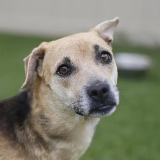 An adult medium-sized female Shepherd dog named Stella for adoption in San Antonio, TX