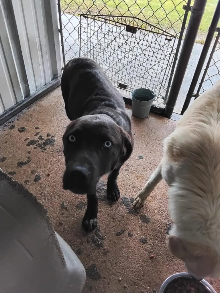 A baby medium-sized male Labrador Retriever dog named Bruh for adoption in Ada, OK
