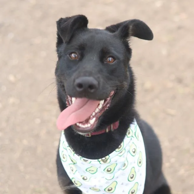 A young medium-sized female German Shepherd Dog dog named Luna for adoption in San Antonio, TX