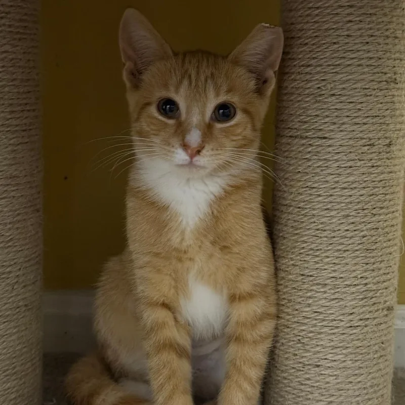 A baby small-sized female Orange / Red Domestic Short Hair cat named Helena Bowers for adoption in Woodstock, VA