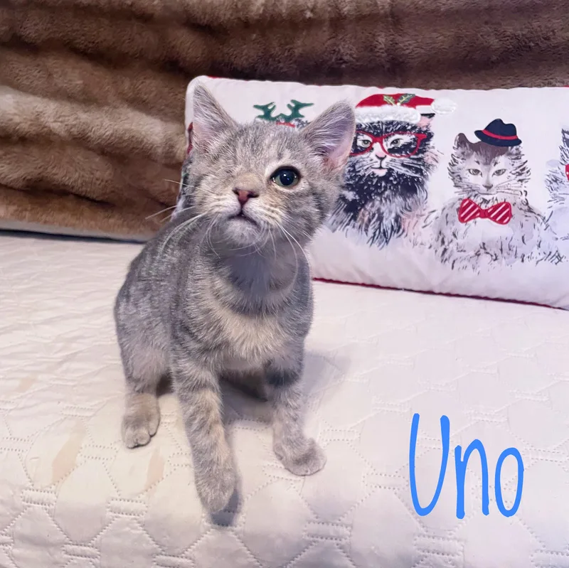 Uno thumbnail 2