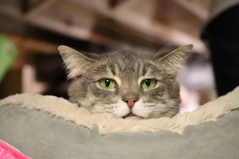 A senior medium-sized male Gray & White Domestic Short Hair cat named Brantley for adoption in House Springs, MO