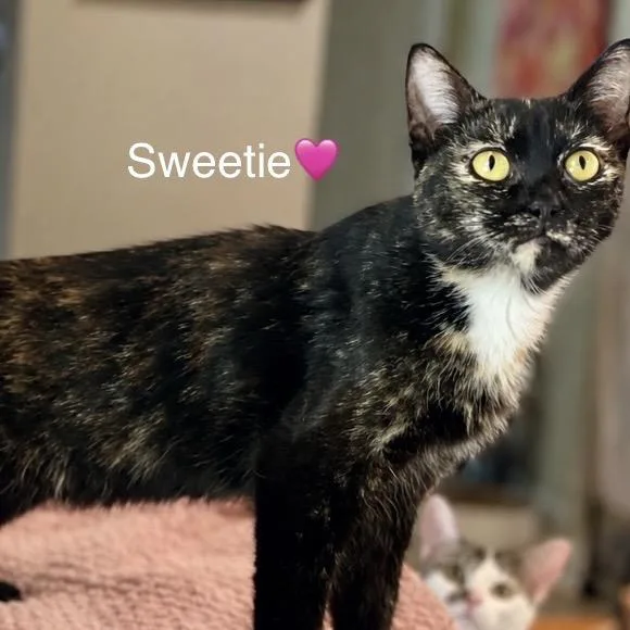 A young small-sized female Tortoiseshell Domestic Short Hair cat named Sweetie for adoption in Peachtree City, GA
