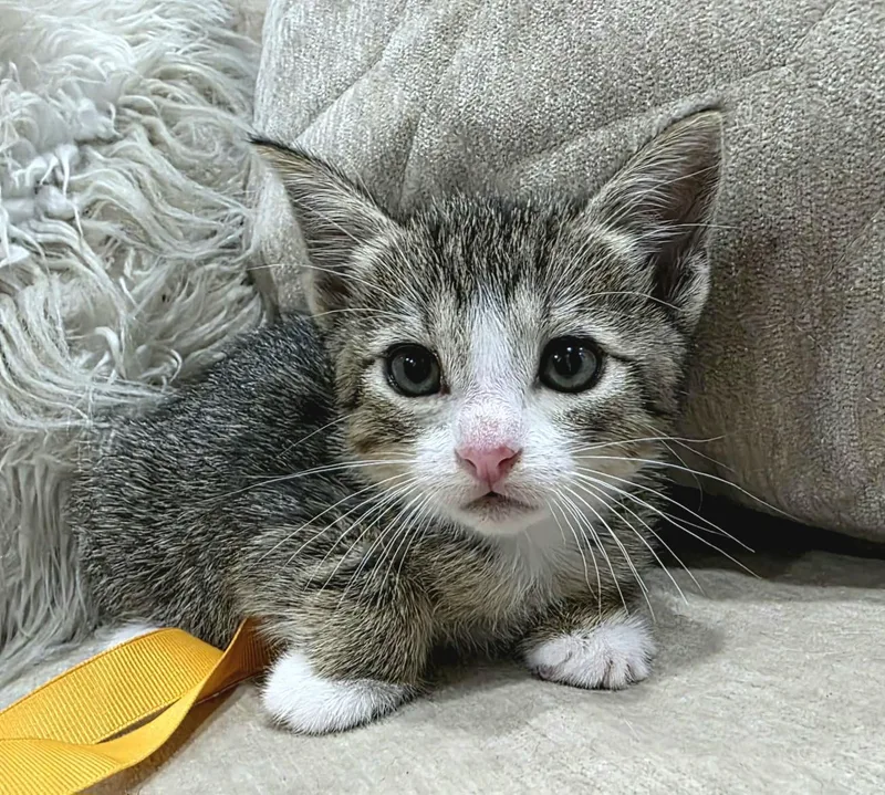 Willow thumbnail 2