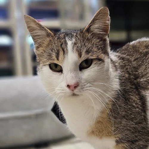 An adult medium-sized male Tabby (Tiger Striped) Domestic Short Hair cat named Tater C for adoption in Frankfort, KY
