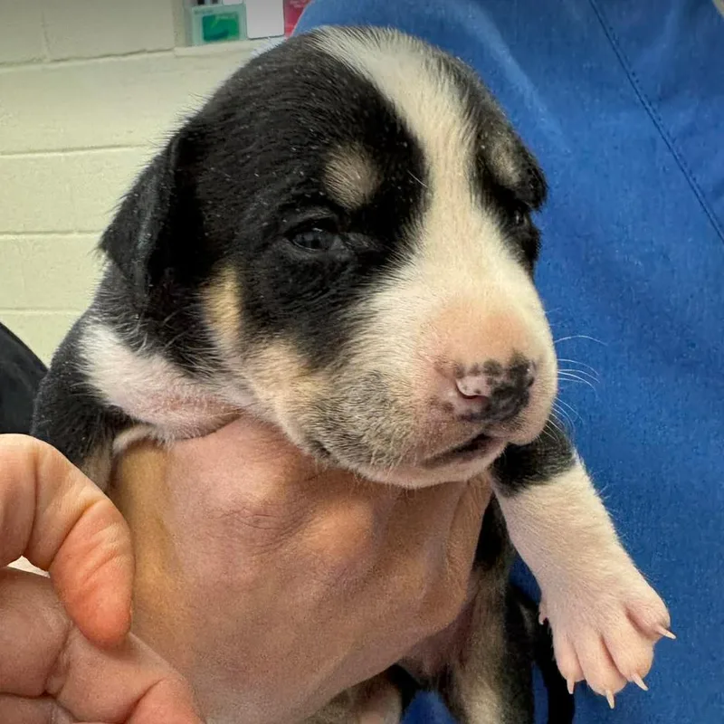 A baby small-sized male Pit Bull Terrier dog named Oakley for adoption in Parker, CO
